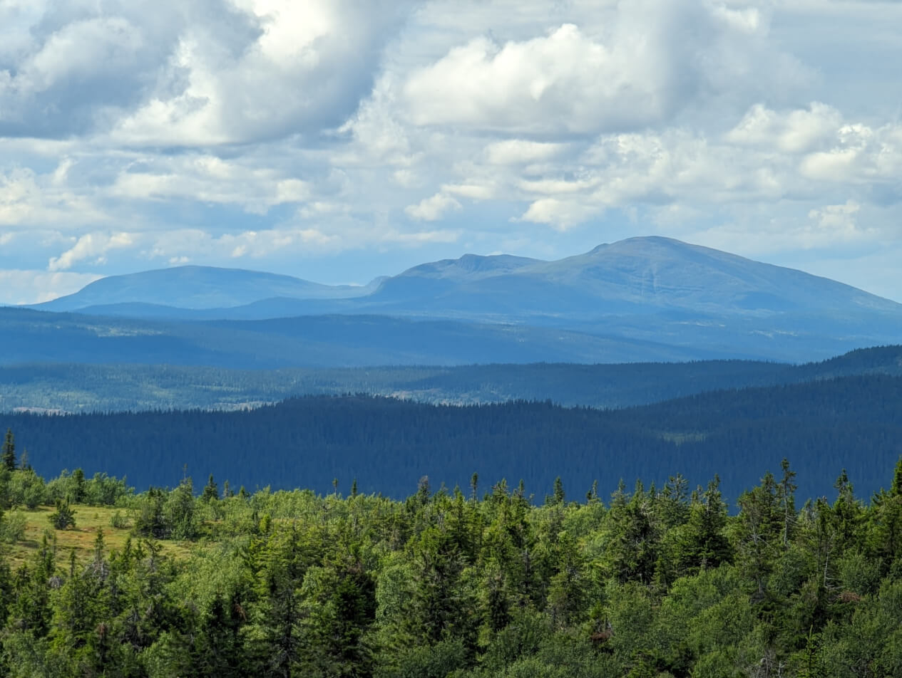 mountain, forest, clouds, summer